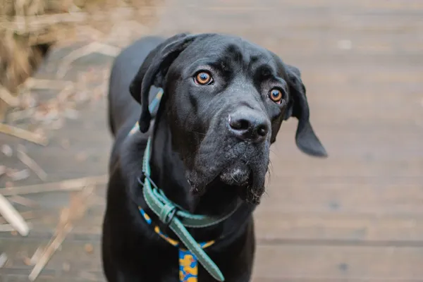 Pies do adopcji, Sosnowiec, 11 lutego 2025 (5/5)