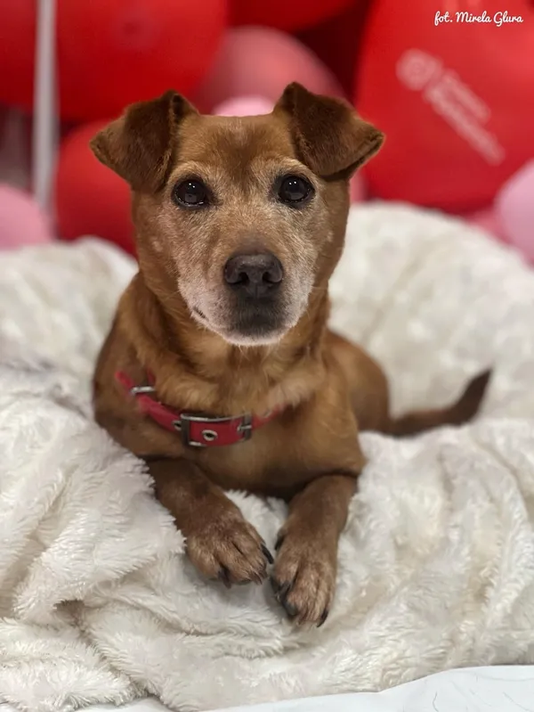 Pies do adopcji, Bydgoszcz, 16 lutego 2025 (1/5)