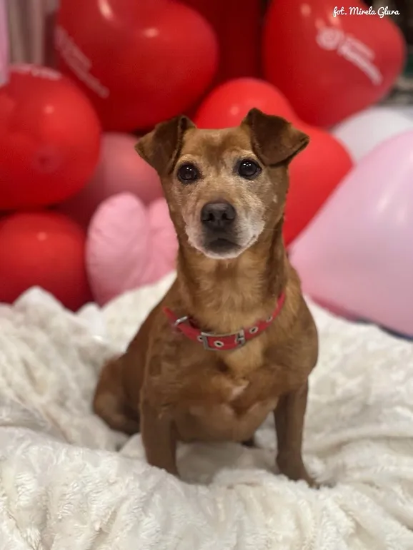 Pies do adopcji, Bydgoszcz, 16 lutego 2025 (2/5)