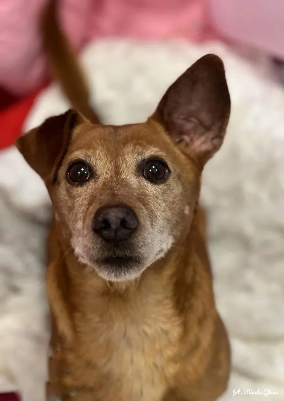 Pies do adopcji, Bydgoszcz, 16 lutego 2025 (4/5)