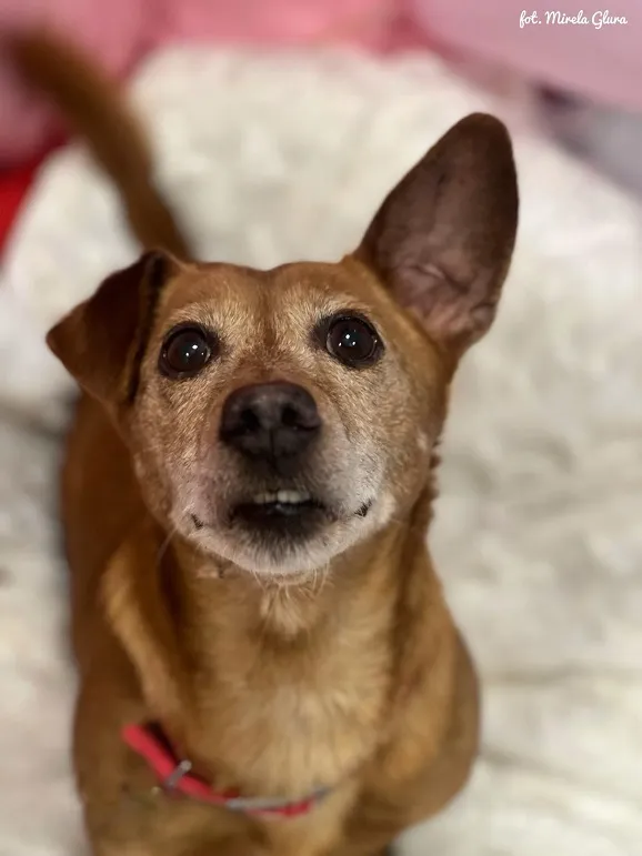 Pies do adopcji, Bydgoszcz, 16 lutego 2025 (5/5)