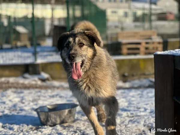 Pies do adopcji, Bydgoszcz, 16 lutego 2025 (1/5)