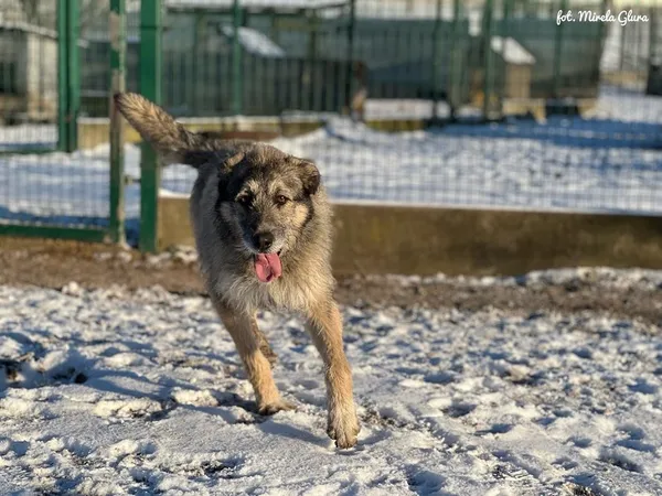 Pies do adopcji, Bydgoszcz, 16 lutego 2025 (2/5)