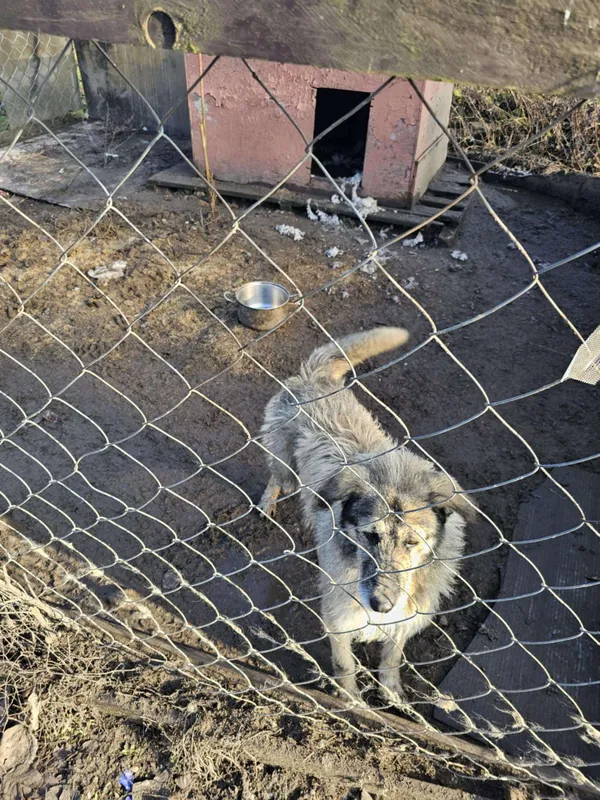 Pies do adopcji, Bydgoszcz, 16 lutego 2025 (5/5)