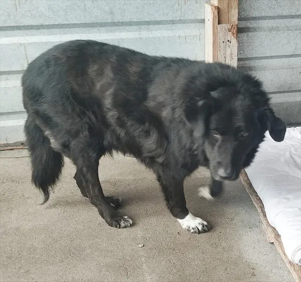 Pies do adopcji, Racibórz, 11 lutego 2025