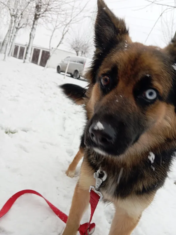 Zaginął pies, Gierałtowice, 16 lutego 2025 (1/2)