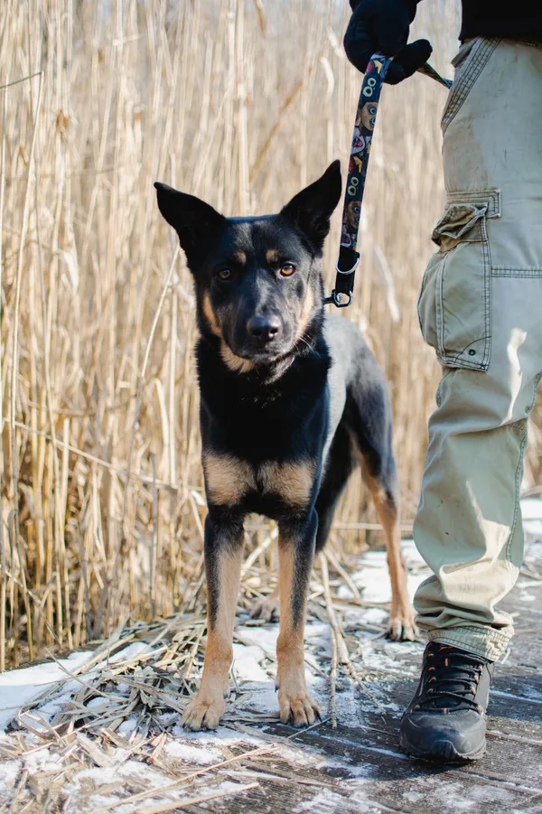 Znaleziono psa, Sosnowiec, 16 lutego 2025 (2/3)