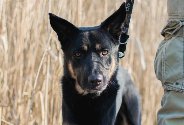 Znaleziono psa, Sosnowiec, 16 lutego 2025 (3/3)