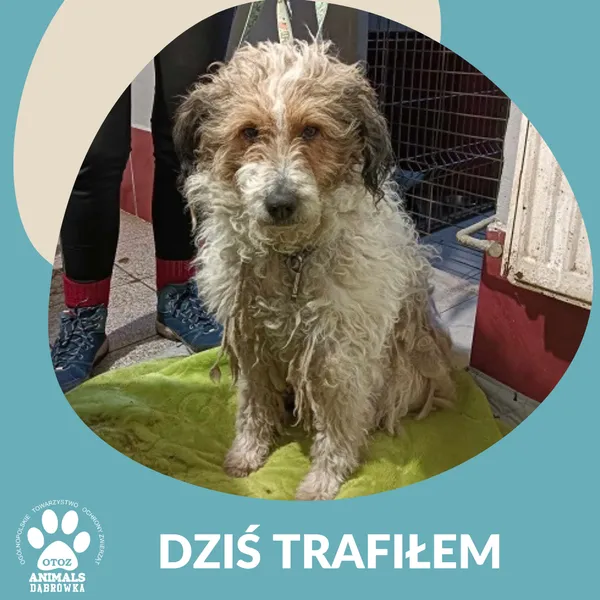 Znaleziono psa, Dąbrówka, 13 lutego 2025