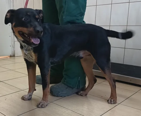 Znaleziono psa, Pieckowo, 13 lutego 2025 (1/2)