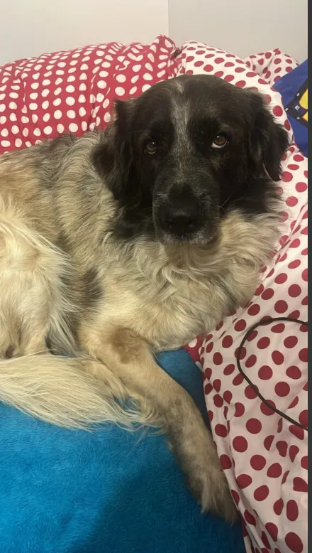 Zaginął pies, Dębówka, 17 lutego 2025