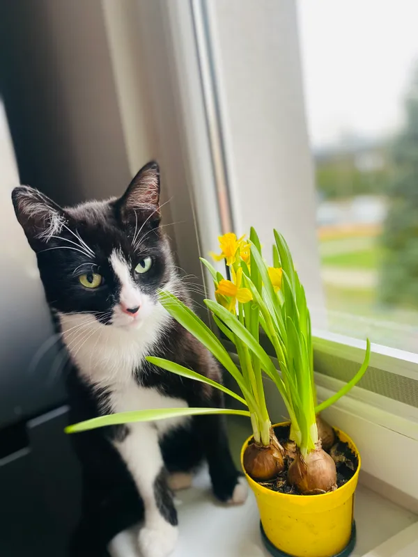 Zaginął kot, Chojnice, 17 lutego 2025 (1/3)