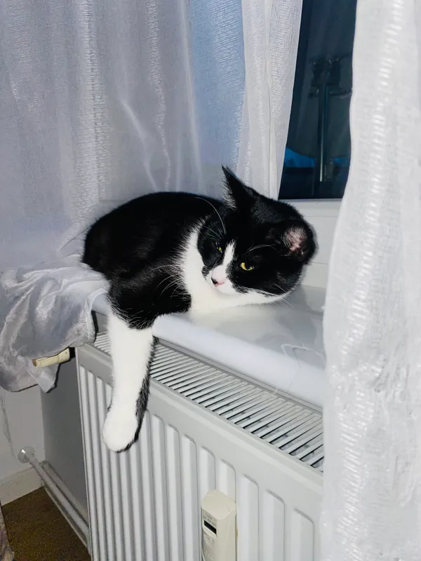 Zaginął kot, Chojnice, 17 lutego 2025 (2/3)