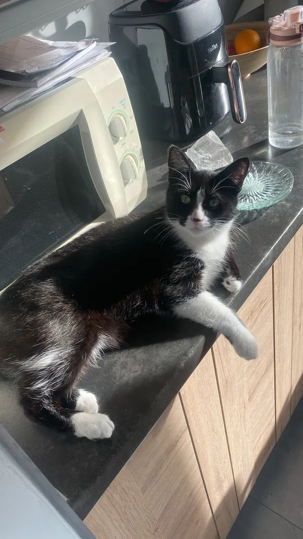 Zaginął kot, Chojnice, 17 lutego 2025 (3/3)