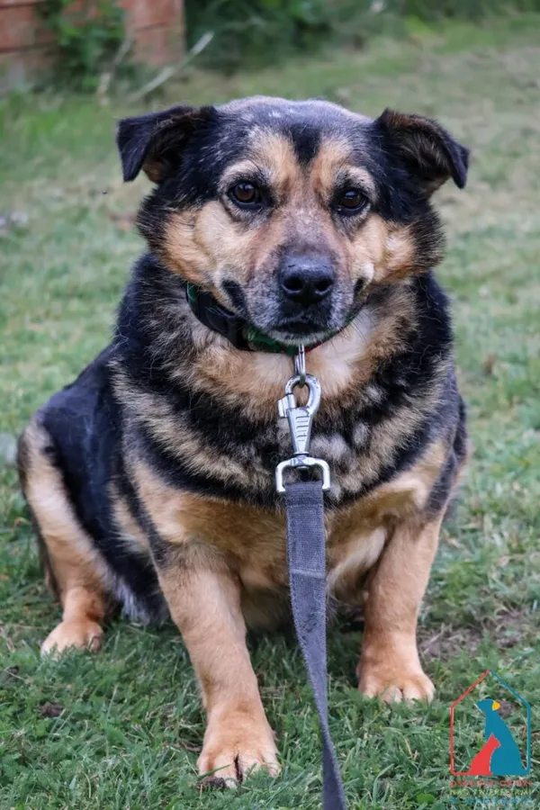 Pies do adopcji, Grudziądz, 19 sierpnia 2024 (2/5)