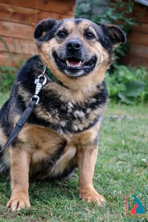 Pies do adopcji, Grudziądz, 19 sierpnia 2024 (4/5)