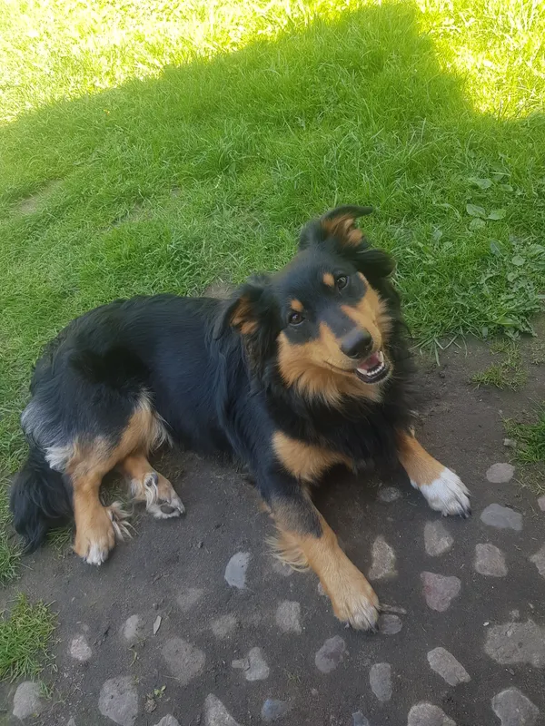 Zaginął pies, Brodnica, Michałowo, 17 lutego 2025