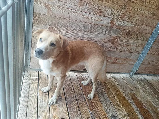 Pies do adopcji, Orzechowce, 17 lutego 2025 (1/5)