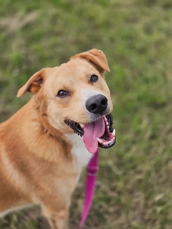 Pies do adopcji, Orzechowce, 17 lutego 2025 (2/5)