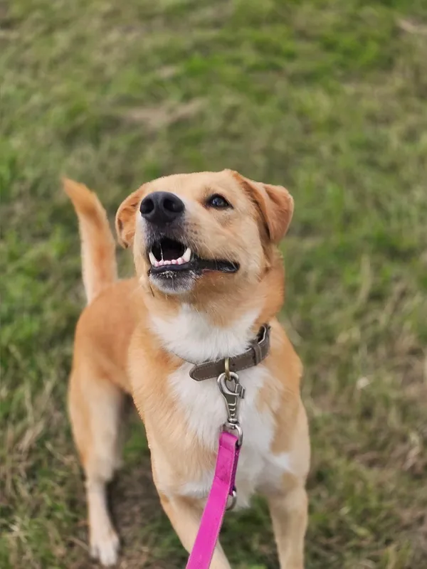 Pies do adopcji, Orzechowce, 17 lutego 2025 (3/5)