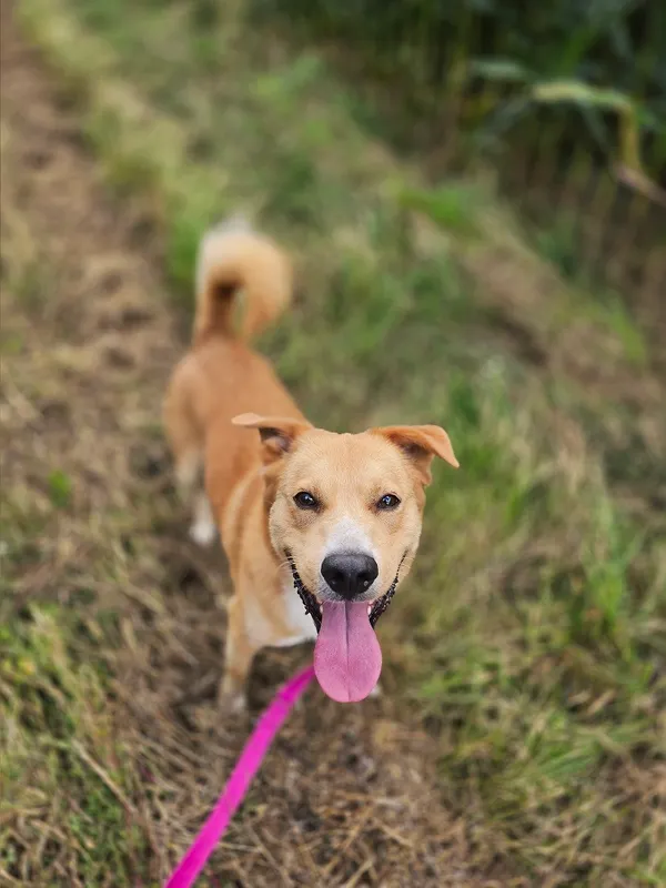 Pies do adopcji, Orzechowce, 17 lutego 2025 (4/5)