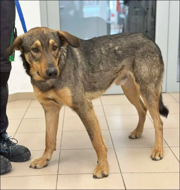 Znaleziono psa, Grudziądz, 17 lutego 2025