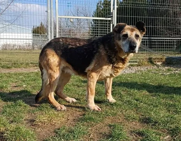 Znaleziono psa, Lublin, 17 lutego 2025