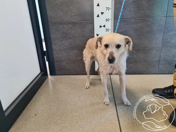 Znaleziono psa, Chełmek, 17 lutego 2025