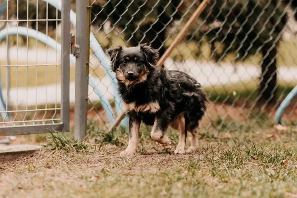 Pies do adopcji, Czartki, 17 lutego 2025 (1/5)