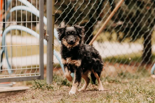 Pies do adopcji, Czartki, 17 lutego 2025 (2/5)