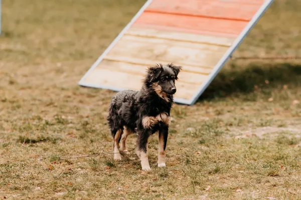 Pies do adopcji, Czartki, 17 lutego 2025 (3/5)