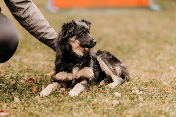 Pies do adopcji, Czartki, 17 lutego 2025 (5/5)