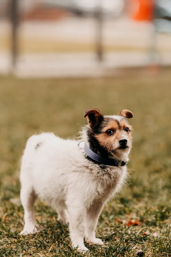 Pies do adopcji, Czartki, 17 lutego 2025 (1/5)