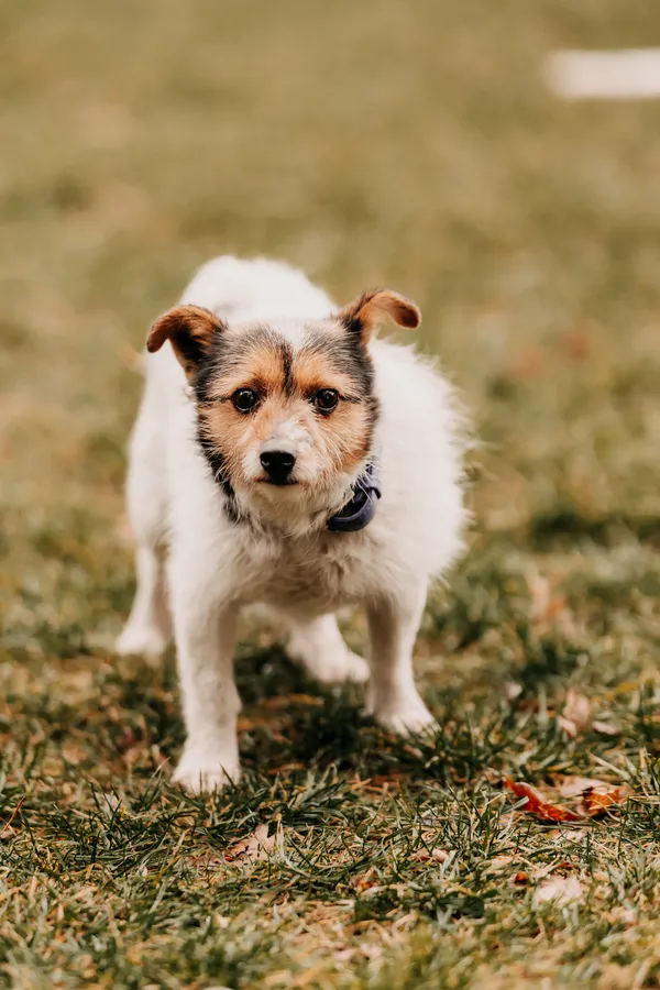 Pies do adopcji, Czartki, 17 lutego 2025 (4/5)