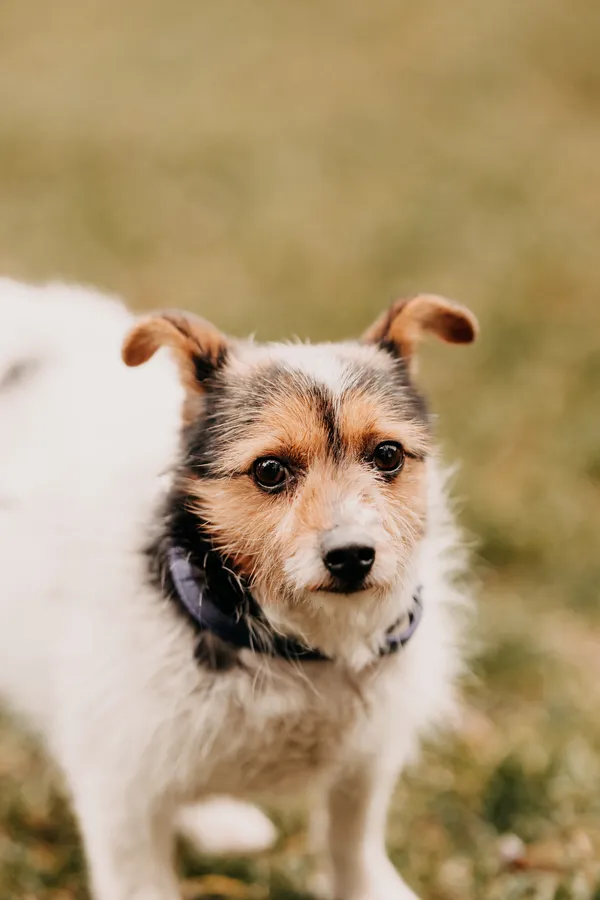 Pies do adopcji, Czartki, 17 lutego 2025 (5/5)