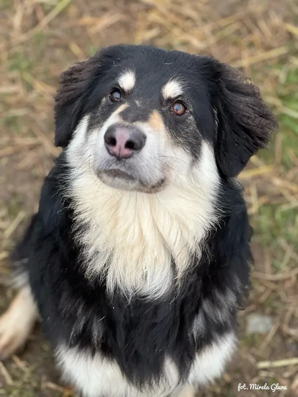 Pies do adopcji, Bydgoszcz, 17 lutego 2025 (2/5)