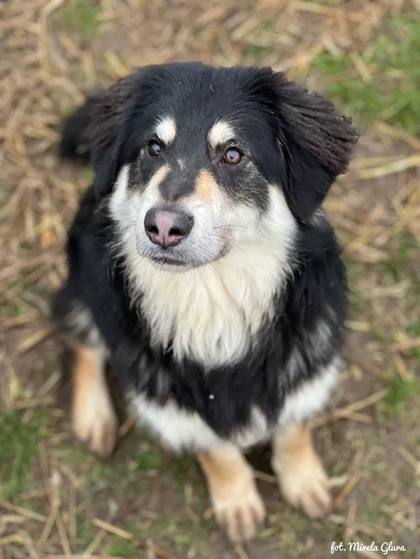 Pies do adopcji, Bydgoszcz, 17 lutego 2025 (4/5)