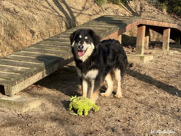 Pies do adopcji, Bydgoszcz, 17 lutego 2025 (5/5)