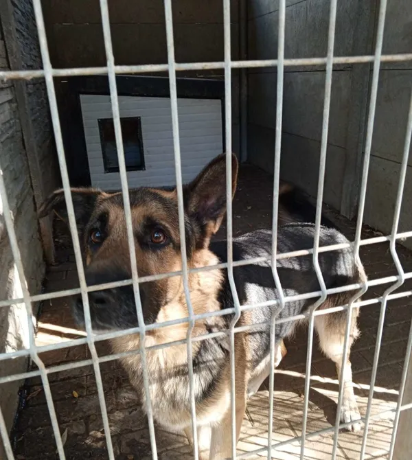 Pies do adopcji, Konin, 1 września 2024 (1/4)