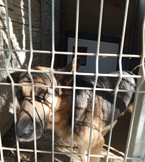 Pies do adopcji, Konin, 1 września 2024 (2/4)