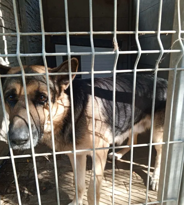 Pies do adopcji, Konin, 1 września 2024 (3/4)