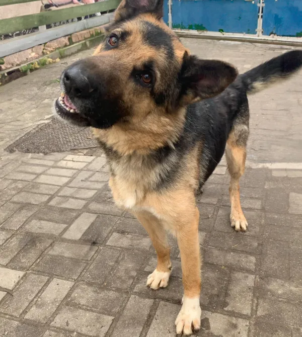 Pies do adopcji, Konin, 1 września 2024 (4/4)