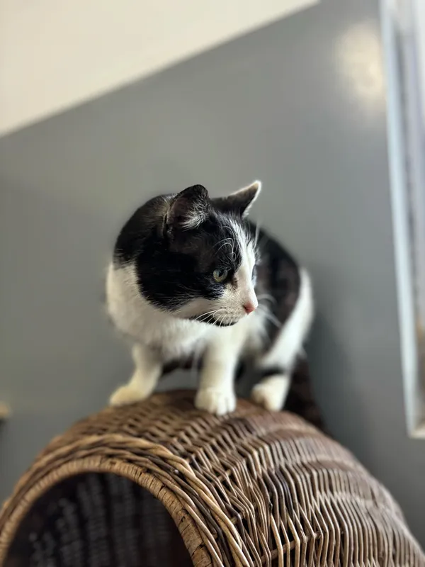 Kot do adopcji, Olsztyn, 30 stycznia 2025 (2/4)