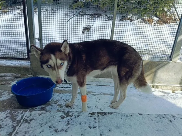 Znaleziono psa, Gdańsk, 17 lutego 2025