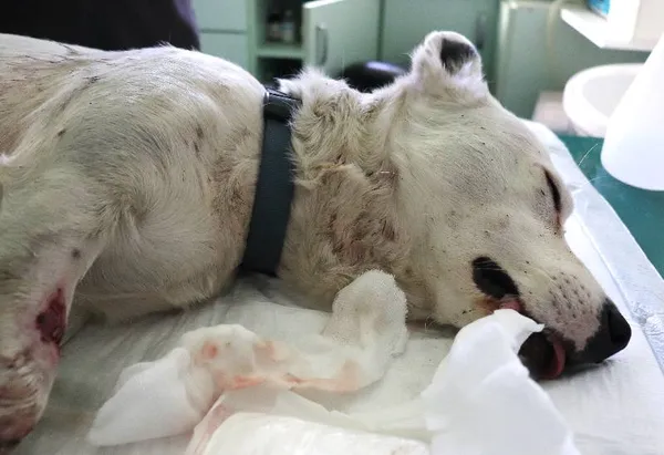 Znaleziono psa, Łódź, 17 lutego 2025 (1/5)