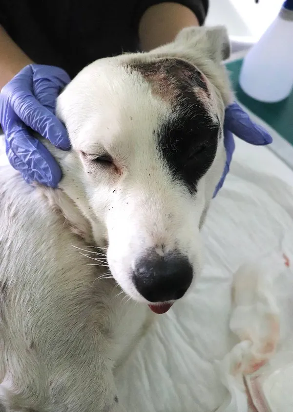 Znaleziono psa, Łódź, 17 lutego 2025 (3/5)