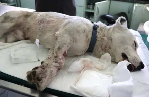 Znaleziono psa, Łódź, 17 lutego 2025 (4/5)