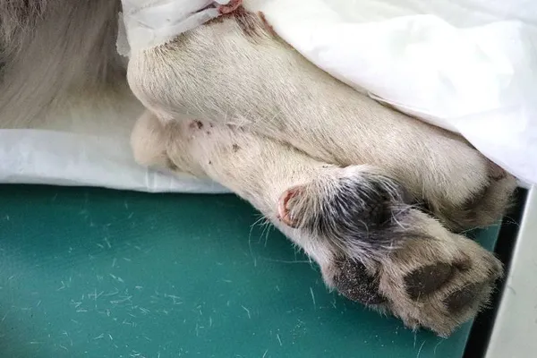 Znaleziono psa, Łódź, 17 lutego 2025 (5/5)