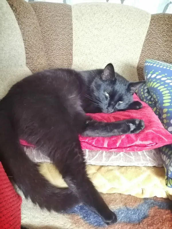 Zaginął kot, Piła, Górne, 18 lutego 2025 (1/5)