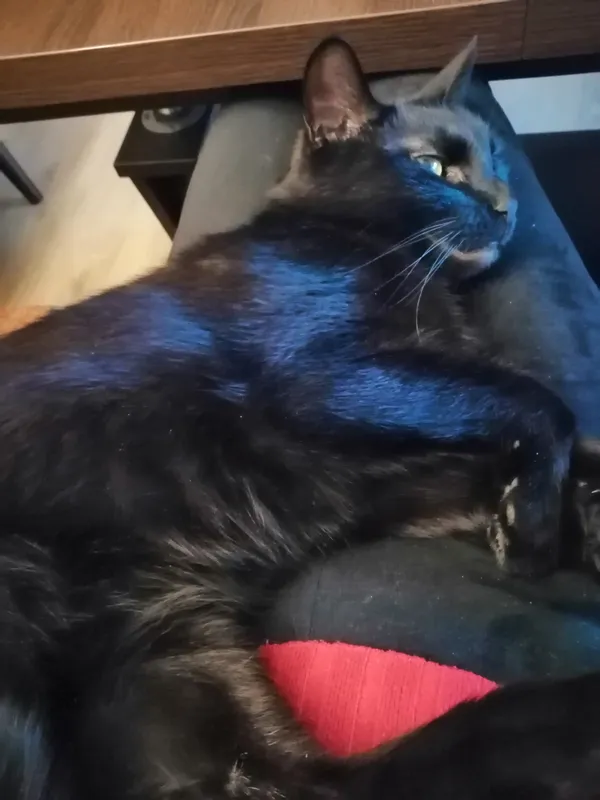 Zaginął kot, Piła, Górne, 18 lutego 2025 (2/5)